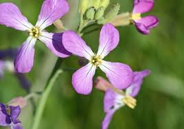 Image result for Raphanus sativus ssp. Oleiformes