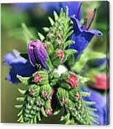 Attēlu rezultāti vaicājumam “Echium vulgare bud”