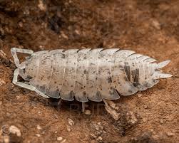 Attēlu rezultāti vaicājumam “Porcellio scaber”