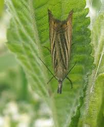 Attēlu rezultāti vaicājumam “Chrysoteuchia culmella”