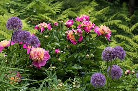 Image result for Pfingstrose