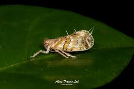 Attēlu rezultāti vaicājumam “Cixiidae”