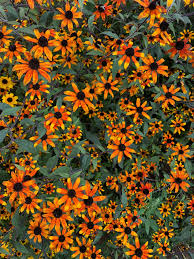 Image result for Rudbeckia Paradisio