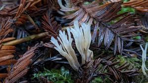 Attēlu rezultāti vaicājumam “Tremellodendropsis tuberosa”