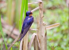 Attēlu rezultāti vaicājumam “Hirundo rustica”