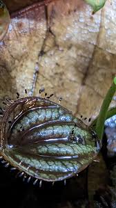 Attēlu rezultāti vaicājumam “Diachea leucopodia stalked”