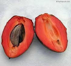 Attēlu rezultāti vaicājumam “Setaria viridis fruit”