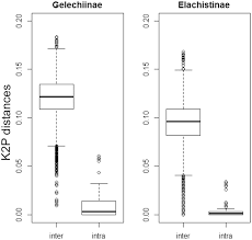 Attēlu rezultāti vaicājumam “Gelechia jakovlevi”