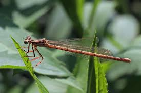 Attēlu rezultāti vaicājumam “Platycnemis pennipes female”