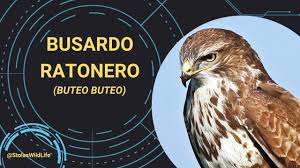 Attēlu rezultāti vaicājumam “Buteo buteo”