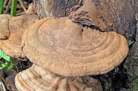 Attēlu rezultāti vaicājumam “Ganoderma applanatum”