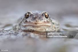 Attēlu rezultāti vaicājumam “Pelobates fuscus”