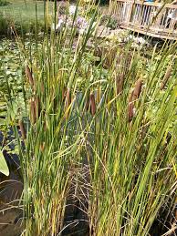 Attēlu rezultāti vaicājumam “Typhaceae”
