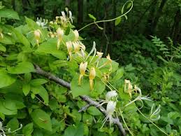 Attēlu rezultāti vaicājumam “Lonicera ferdinandii”