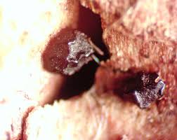 Attēlu rezultāti vaicājumam “Licea chelonoides”