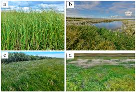 Attēlu rezultāti vaicājumam “Hamatocaulis lapponicus”