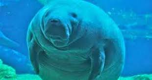 Image result for Manunitid