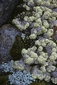 Attēlu rezultāti vaicājumam “Cladonia stellaris”