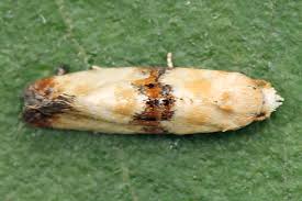 Attēlu rezultāti vaicājumam “Eupoecilia angustana”