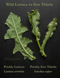 Attēlu rezultāti vaicājumam “Sonchus asper leaf”