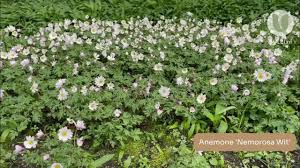 Attēlu rezultāti vaicājumam “Anemone nemorosa flower”