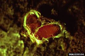 Attēlu rezultāti vaicājumam “Chionaspis salicis”