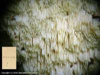 Attēlu rezultāti vaicājumam “Antrodia xantha”