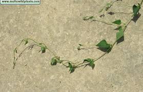 Attēlu rezultāti vaicājumam “Fallopia convolvulus”