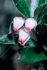 Attēlu rezultāti vaicājumam “Arctostaphylos uva-ursi fruit”