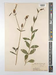 Attēlu rezultāti vaicājumam “Silene latifolia subsp. alba”