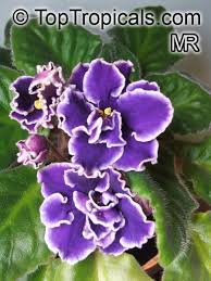 Image result for Saintpaulia ionantha Culitvar