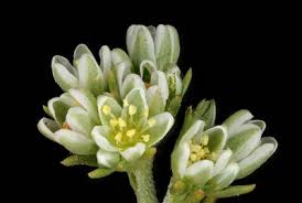 Attēlu rezultāti vaicājumam “Scleranthus perennis bud”