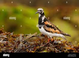 Attēlu rezultāti vaicājumam “Arenaria interpres”