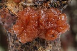 Attēlu rezultāti vaicājumam “Exidia saccharina”