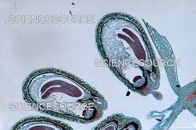 Attēlu rezultāti vaicājumam “Capsella bursa-pastoris fruit”