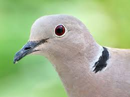 Attēlu rezultāti vaicājumam “Streptopelia decaocto adult”