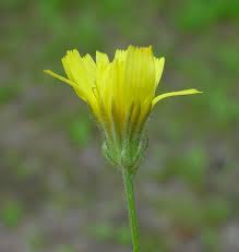 Attēlu rezultāti vaicājumam “Crepis tectorum fruit”