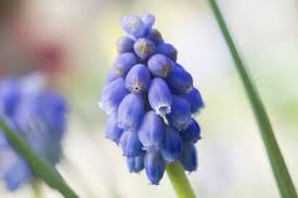 Attēlu rezultāti vaicājumam “Muscari armeniacum flower”