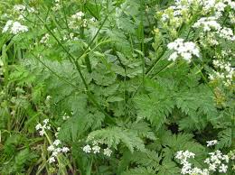 Attēlu rezultāti vaicājumam “Anthriscus”