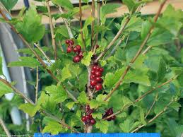 Attēlu rezultāti vaicājumam “Ribes alpinum leaf”