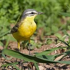 Attēlu rezultāti vaicājumam “Motacillidae”