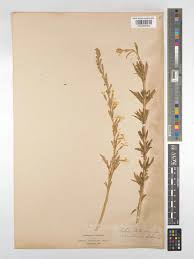 Attēlu rezultāti vaicājumam “Silene tatarica leaf”