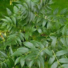 Attēlu rezultāti vaicājumam “Fraxinus excelsior”