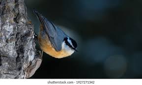 Image result for Sitta canadensis