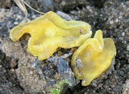 Attēlu rezultāti vaicājumam “Peziza flavida”