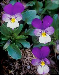 Attēlu rezultāti vaicājumam “Viola tricolor subsp. matutina flower”