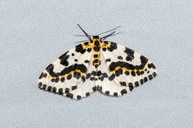 Attēlu rezultāti vaicājumam “Abraxas grossulariata larva”