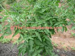 Afbeeldingsresultaat voor anna russian tomato