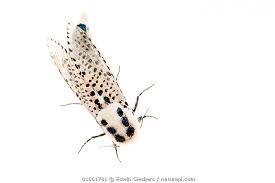 Attēlu rezultāti vaicājumam “Spilosoma lubricipeda”