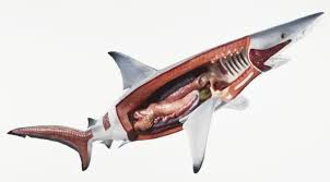 Image result for Carcharhinus brevipinna
